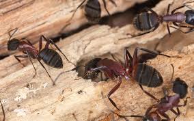 ant removal Snohomish 